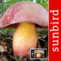 PilzSnap - Pilze sammeln! pour PC