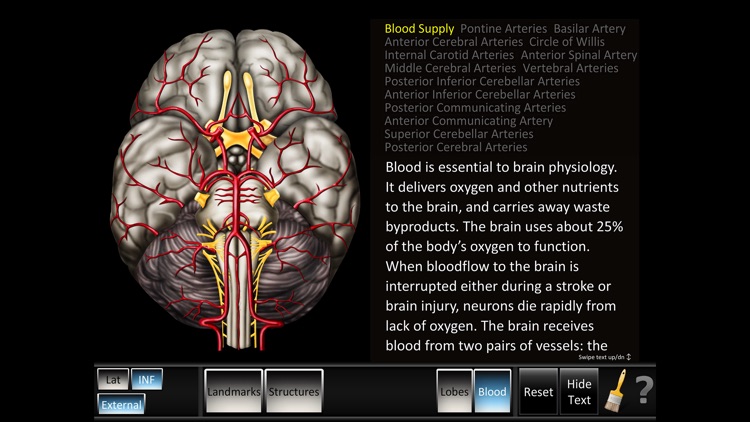 Cerebrum ID