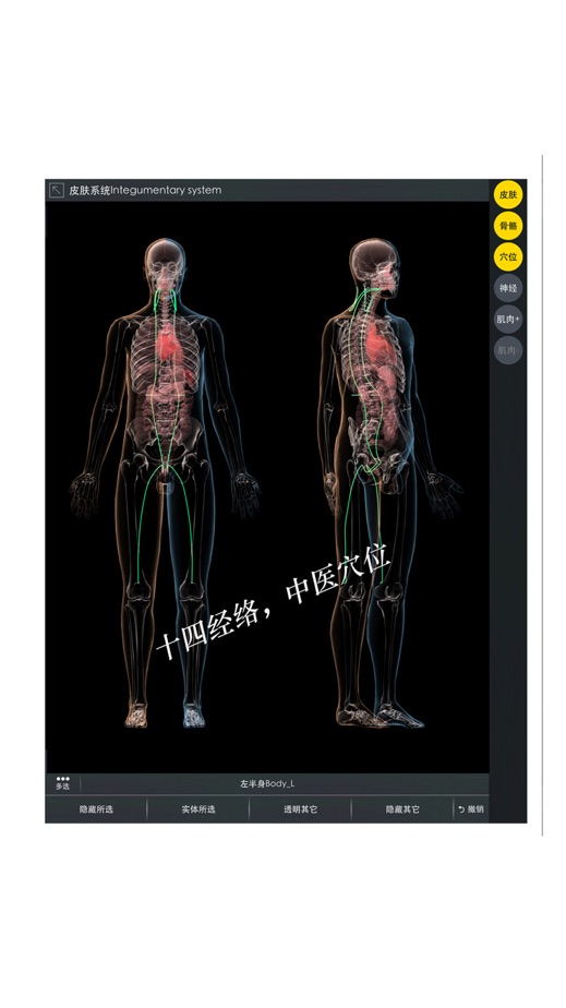 3dbody-三维运动解剖,经络穴位等医学知识平台