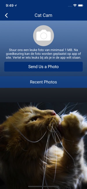 Cat app by Rasclub Maine Coon(圖4)-速報App
