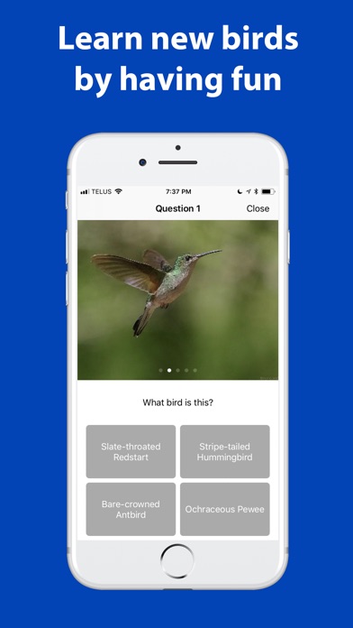 Name the bird! screenshot 2