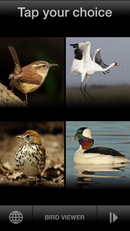 BIRD SCHOLAR USA Edition screenshot-3