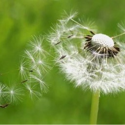 Elternbeirat Pusteblume
