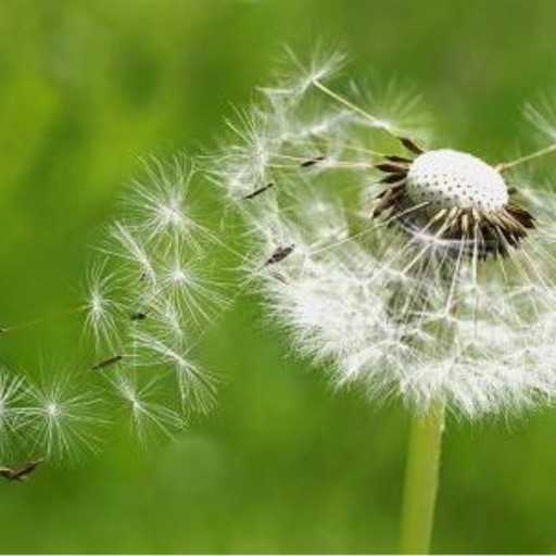 Elternbeirat Pusteblume