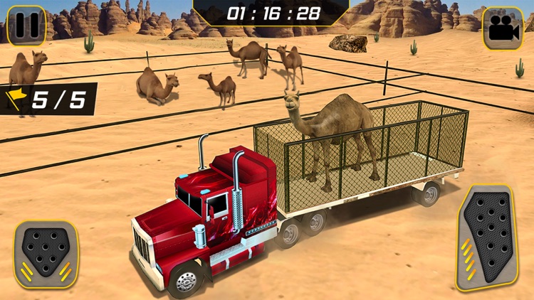 Eid Camel Truck Transport