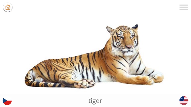 Baby Learn LANGUAGES