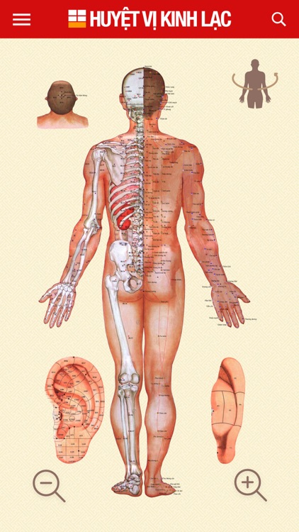 Huyệt Vị Kinh Lạc