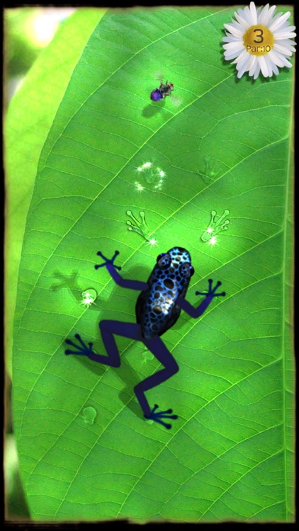 Ancient Frog