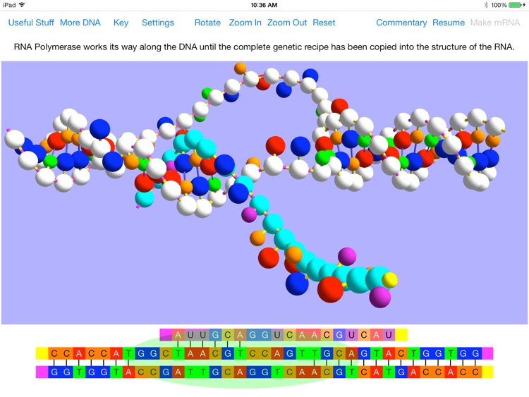 OnScreen Gene Transcription screenshot-0