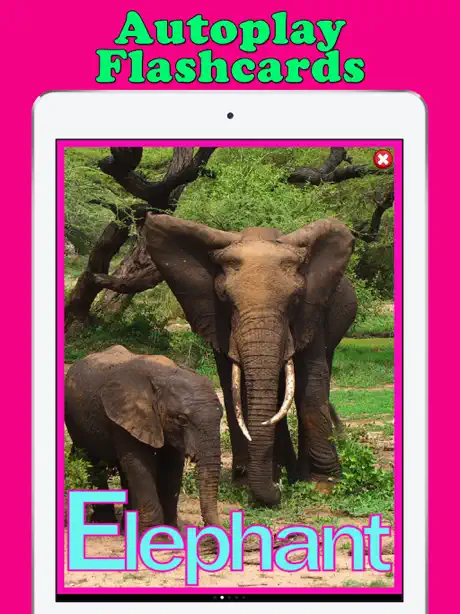 Play & Learn Animal Flashcards