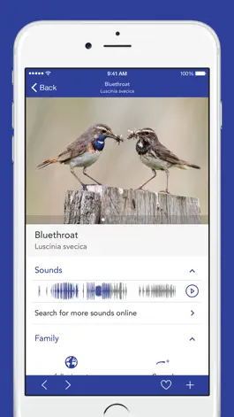 Game screenshot iKnow Birds PRO - USA hack