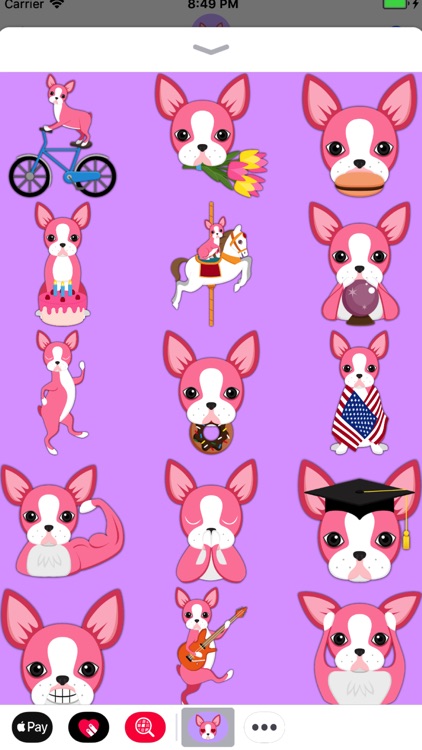 Valentine's Day Boston Terrier