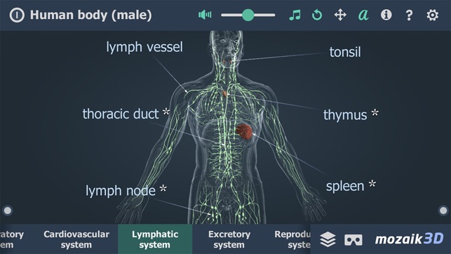 Human body (male) 3D(圖6)-速報App