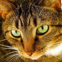 Cat Puzzles pour PC