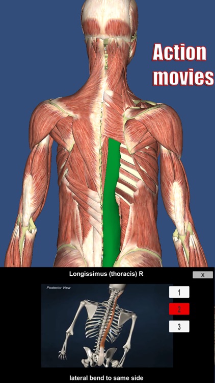 Visual Muscles 3D screenshot-0