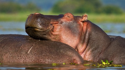 野生動物のおすすめ画像4