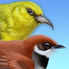 iBird Hawaii & Palau Guide icon