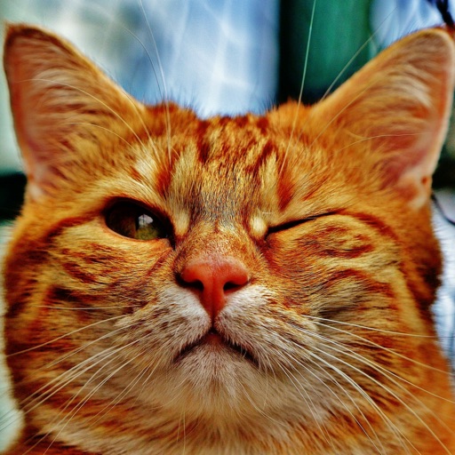 Cat Sticker App