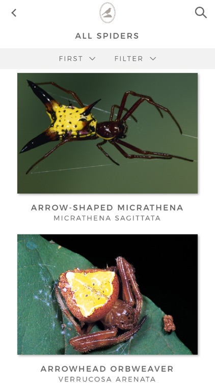 Fieldstone Guide: Spiders screenshot-3