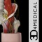 Developed by 3D4Medical in collaboration with Stanford University School of Medicine