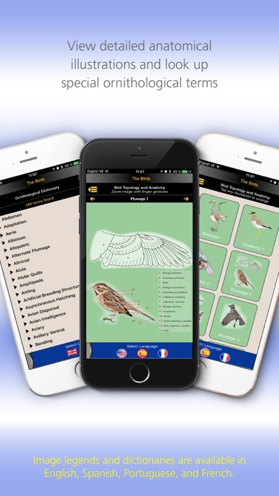 The Birds of Uruguay Screenshot