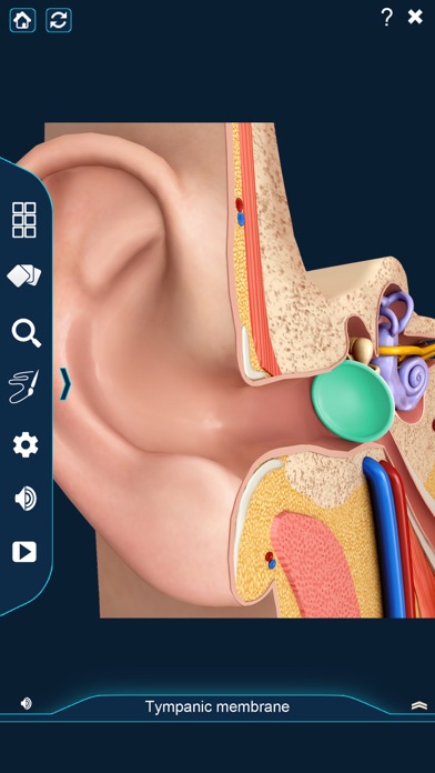 My Ear Anatomy screenshot 2