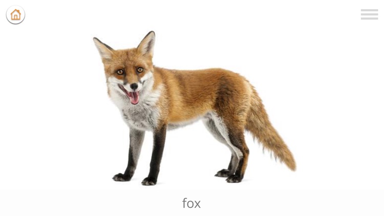 Baby Learn - ENGLISH