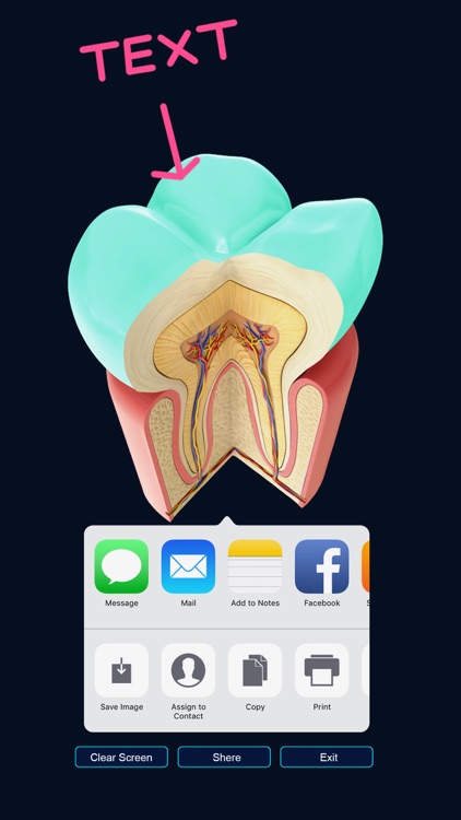 My Dental Anatomy screenshot-3