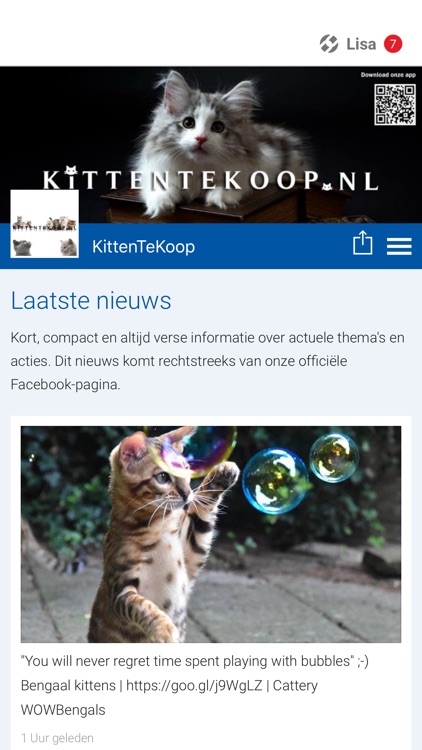 KittenTeKoop