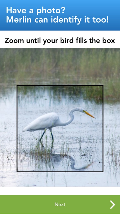 Merlin Bird ID by Cornell Lab