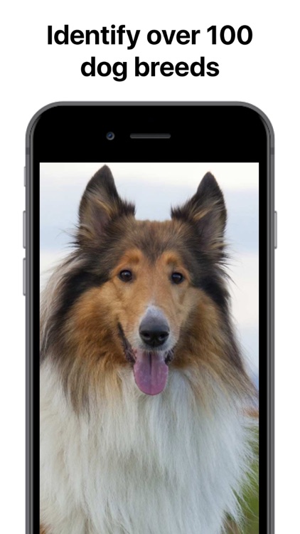 SpiritDog - What Dog Are You?