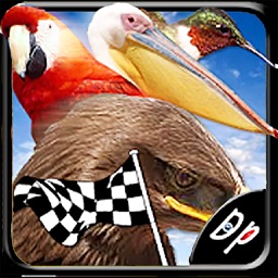 Bird Race 3D