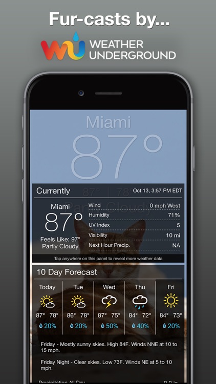 Lil BUB Cat Weather Report screenshot-3