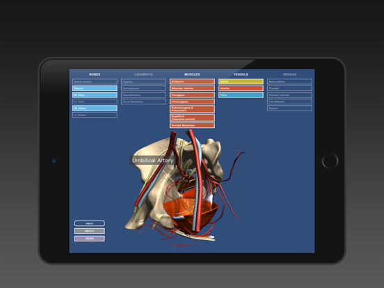 Screenshot #5 pour Anatomy of the Male Pelvis