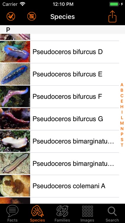 Marine Flatworms ID