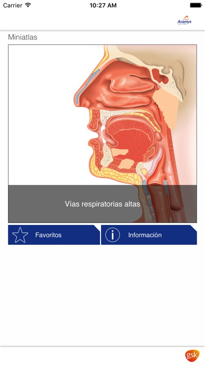 Miniatlas de las vías respiratorias altas