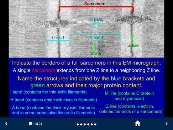 Histology - Basic Tissues iPad screenshot