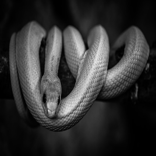 Snake Stickers - 2018