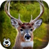 鹿猎人在森林里 — — 发挥大巴克射击 Safari 的好玩游戏