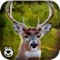 Deer Hunting in Forest – Play Big Buck Shooting Safari Fun Game