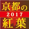 ぶらぶら京都　京都の紅葉