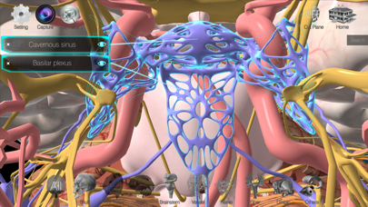 3D解剖学アトラス：iRisスクリーンショット