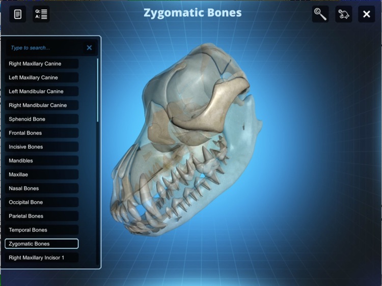 Bone Viewer - Dog Skull