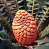 IDentifyIt Cycads - iPhoneアプリ