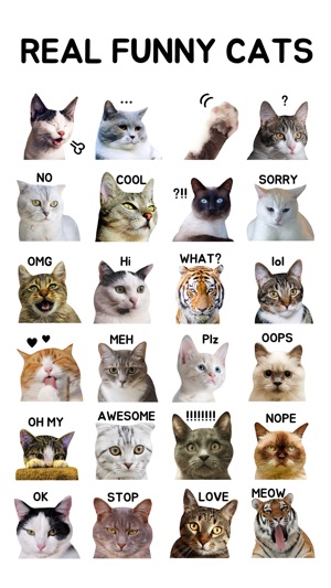Real Funny Cats