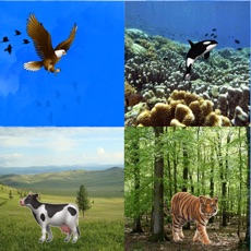 Activities of Move Animals