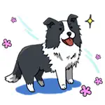 Cute Border Collie Dog Sticker App Contact