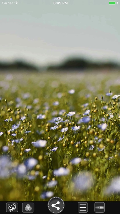 Flower HD Wallpapers