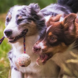 Yellowstone Aussies