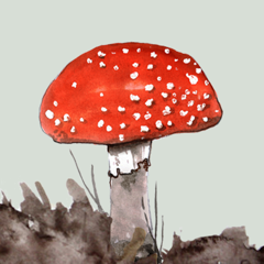 Mushrooms & other Fungi UK